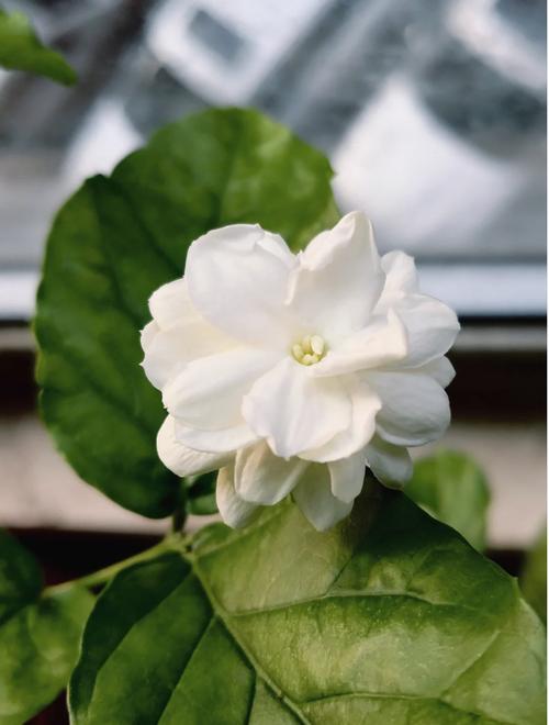茉莉花期正当时,这5个品种,我最喜欢的还是虎头茉莉