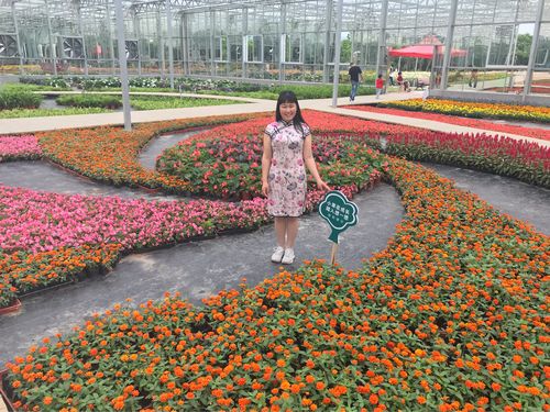台州花木城百合花开