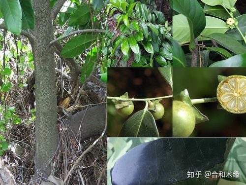 认识国标红木——乌木(东印度乌木,锡兰乌木)