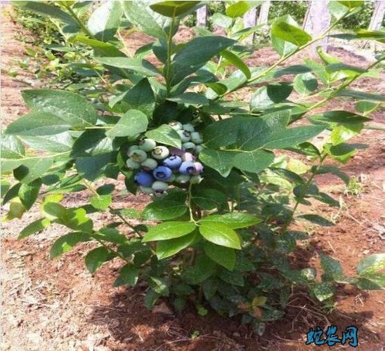 蓝莓树图片8