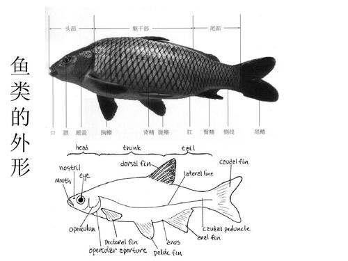 2.鱼类的外形zhangppt
