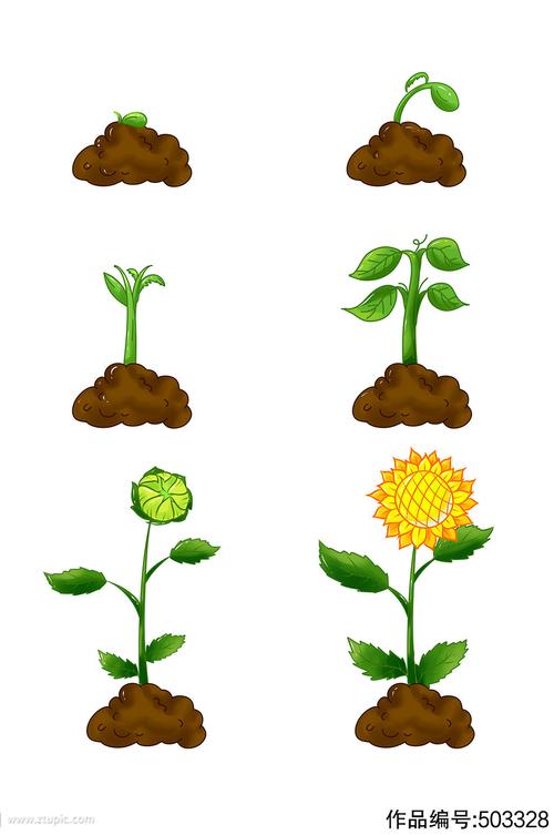 生长过程发芽开花向日葵