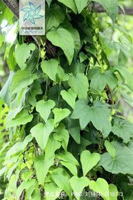 穿龙薯蓣根茎