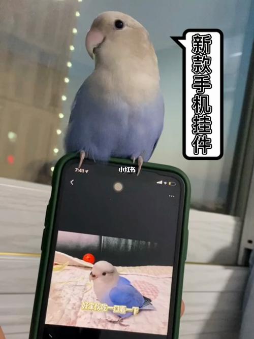 我的手机挂件-手养牡丹鹦鹉紫闪_鹦鹉_牡丹_手机_挂件