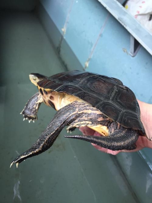 一代名龟:缺颌花龟(广西花龟)