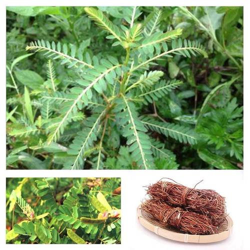 野生鸡骨草藤叶农家特产鸡骨草花草茶相思叶500g广东煲汤料中药材