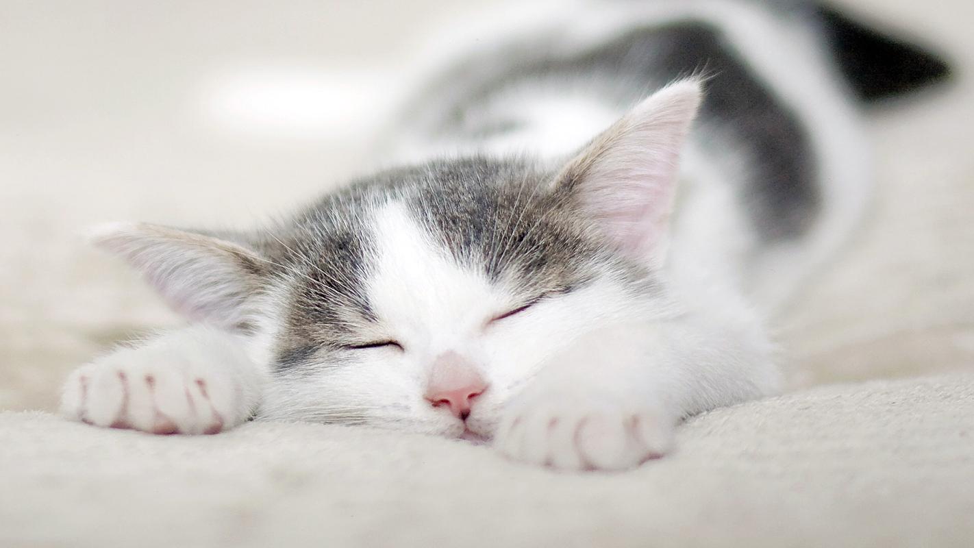 可爱猫咪睡觉电脑桌面壁纸9张