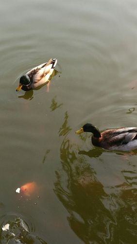 深秋的北京,可爱的野鸭子在京城几大公园相互迁移,寻找自己的家……人