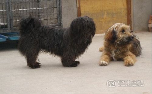 西藏梗和拉萨犬的区别