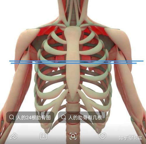 胁和肋的区别是什么
