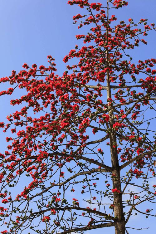 1月22日,晴,上午开车在县城里四处转悠,寻找木棉树,随拍,拍到秀眼鸟和