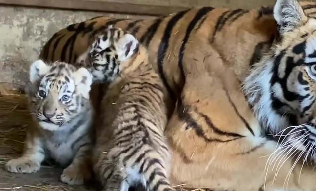 小老虎追着虎妈尾巴咬,虎妈直接一个转身,小老虎的反应太萌了!
