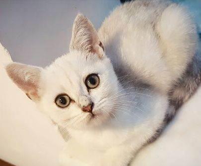 单血统英短萌猫求领养