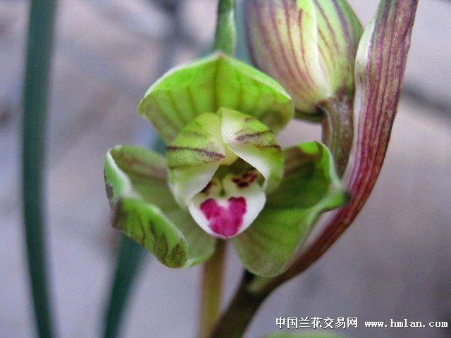 新品春剑荷瓣带芽引种