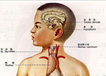 从该图片看来,脑垂体应该是在耳朵为起点的左上方,鼻子上方,眼睛后方