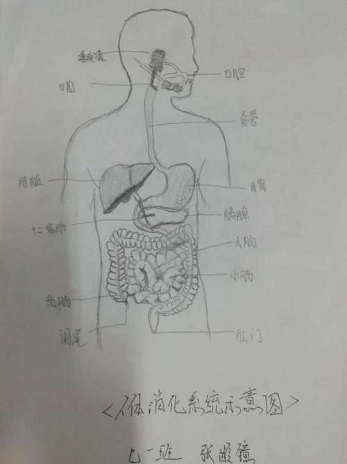号外,号外,学生手画人体消化系统模型示意图"出炉"啦!