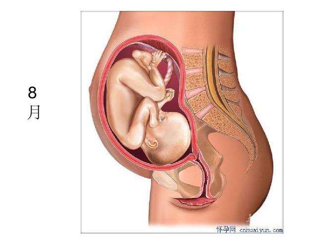 胎儿在母体内发育成长图ppt