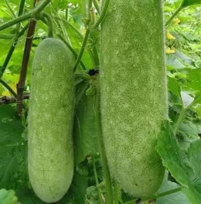 矮冬瓜逆袭记|食材研究室