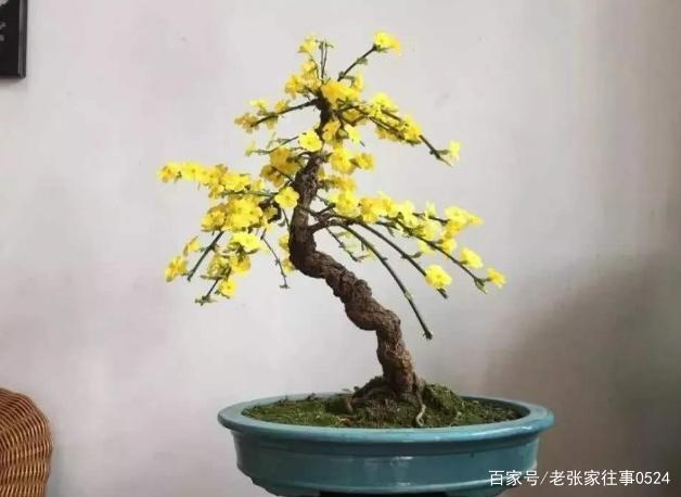 盆,地各不相同:家养迎春花盆景,三方面到位才能满树繁花