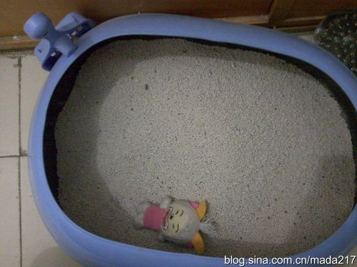 昨日的羊羊,那张古怪的脸,躺在老虎的屎盆子里感觉异常开心!