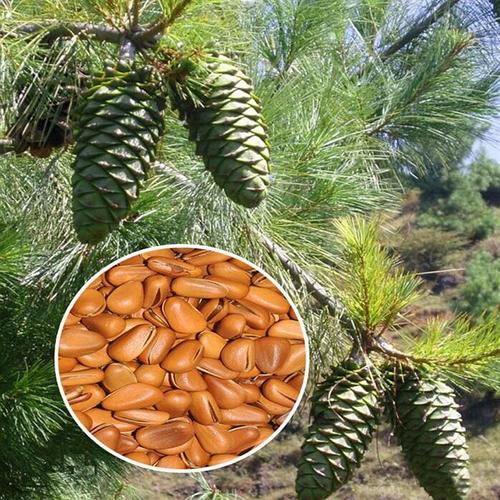 松子仁是松树的果仁,其脂肪含量特别丰富,具有较好的润肤作用.