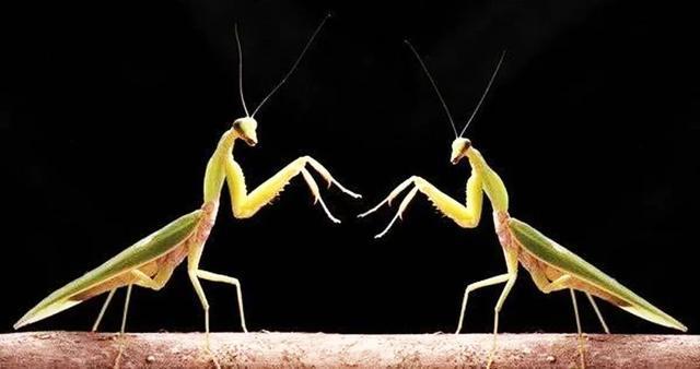 为什么母螳螂和公螳螂做完"快乐"的事情后会将"老公"吃掉?