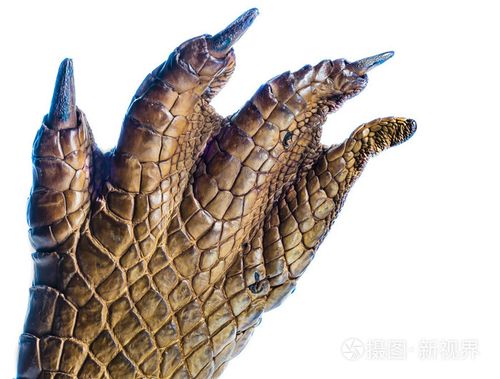 鳄鱼爪子