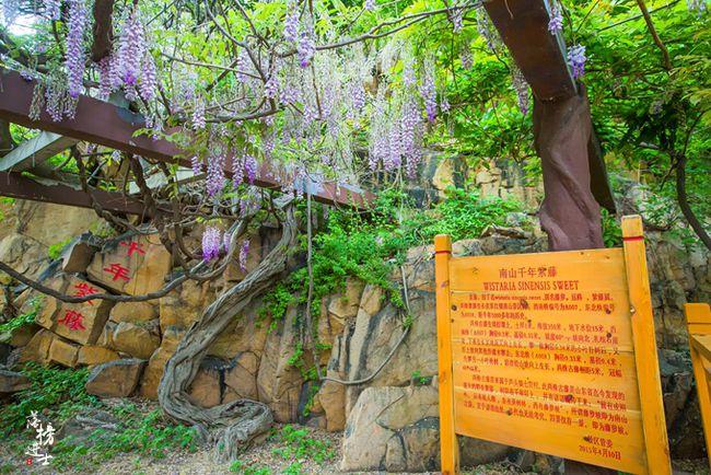 喷泉|南山大佛|紫藤_网易订阅