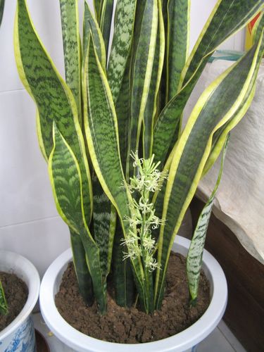 金边虎皮兰开花图片