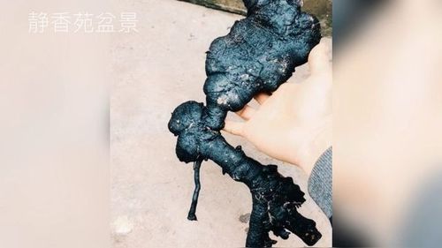 下山桩金弹子种植第60天,已经枝繁叶茂,今天把缠膜给它撕掉了!