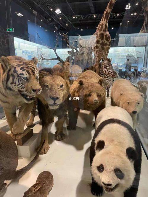 博物馆奇遇记|杭州day2-浙江自然博物馆_博物馆_自然