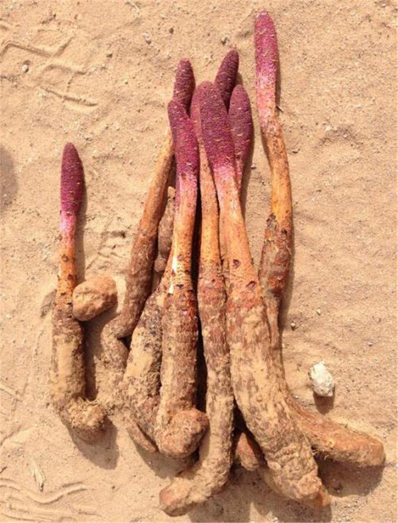 原创昆仑山上有一种不老草寄生在白刺的根部人称沙漠人参