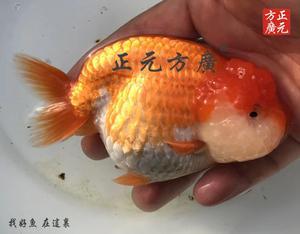 正元方广 金鱼 观赏鱼 一岁优质红白兰寿 20180208-300 鱼场直销
