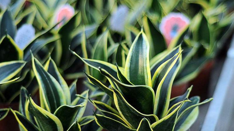 虎皮兰如何恢复金边