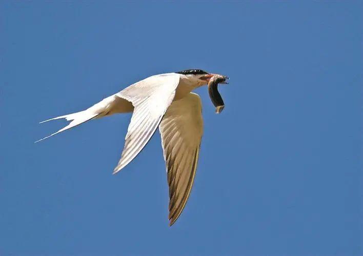 深圳华侨城湿地记录到了一新鸟种