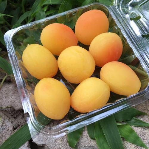 【同城/城际】金西梅