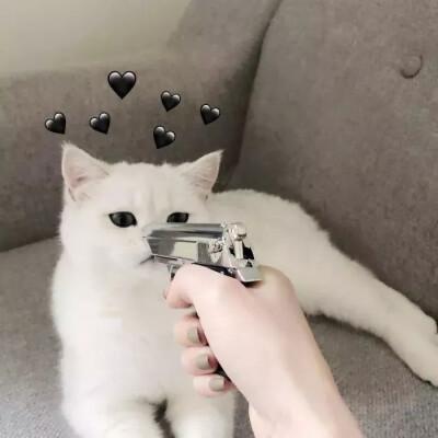 【腻】谁说宠物没头像