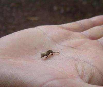 原创世界上最小的11种动物 和蚕豆一般大小的猴子你见过吗?