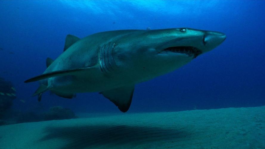     凶狠的锥齿鲨 ragged tooth