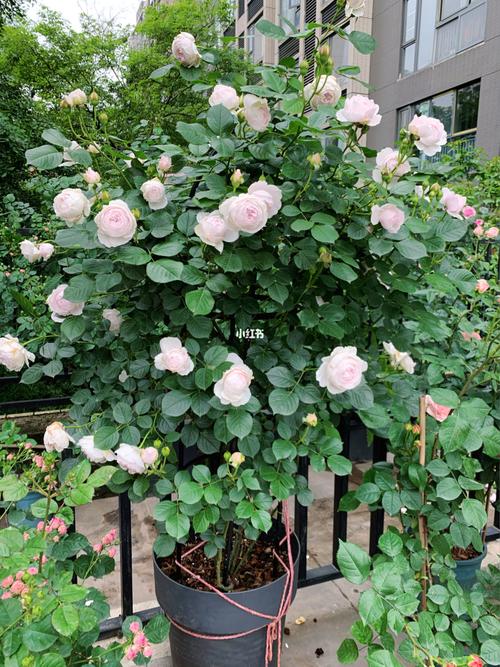 还是交代一下克里斯蒂娜公爵夫人