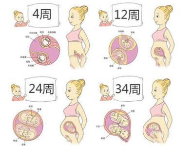 怎样做胎生动物的手抄报 关于动物的手抄报