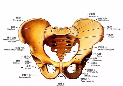 骨盆修复多重要,新妈妈你知道吗?