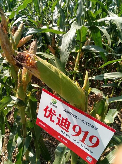 写美篇  自即将三国审红轴大棒玉米品种优迪919入市以来,以品质好