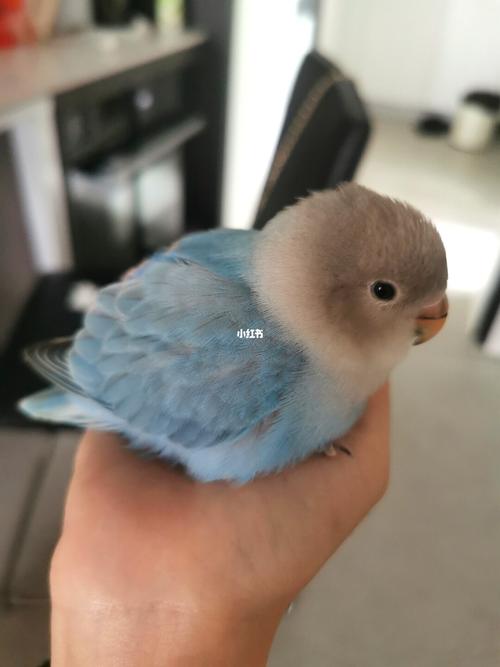 吃着吃着就睏了#蓝闪牡丹鹦鹉#3个月_鹦鹉_牡丹_宠物