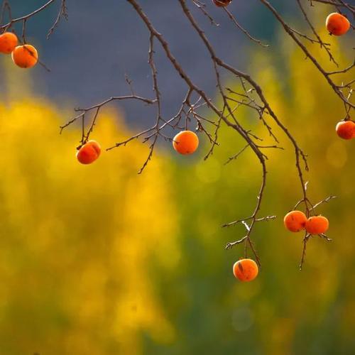 柿子,就是最美的秋日诗词|胡桃|柿子树|刘禹锡_网易