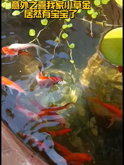 七八厘米的草金鱼居然产卵孵化了_古法养鱼_宠物_宠物