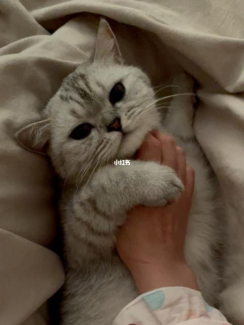 duang duang duang_猫咪_宠物_猫咪日常_宠物_猫_晒猫