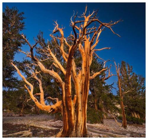 世界上最古老的树,已经有将近5000年的历史,就像是狐狸一样