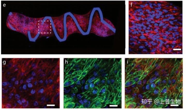 心肌细胞在数小时内自组装形成微组织,并在24小时内出现同步收缩