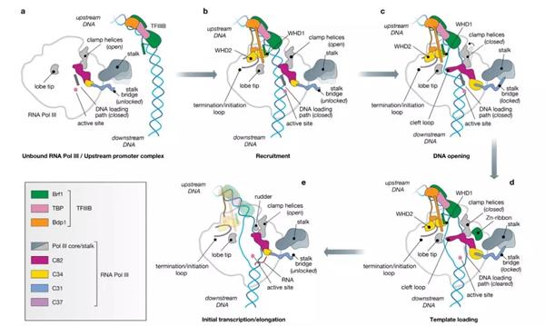 pol iii起始前复合体的工作机理(图片来源:《自然》)